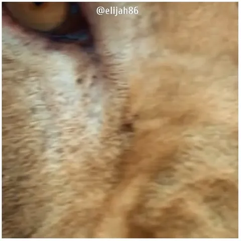 Close-Up of Animal's Eye