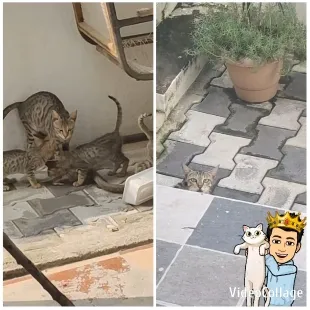 Cats on Floor and Patterned Pathway