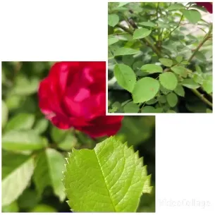 Red Rose and Green Leaves Close-Up