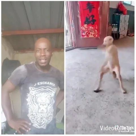 Casual Person and Dog Indoors