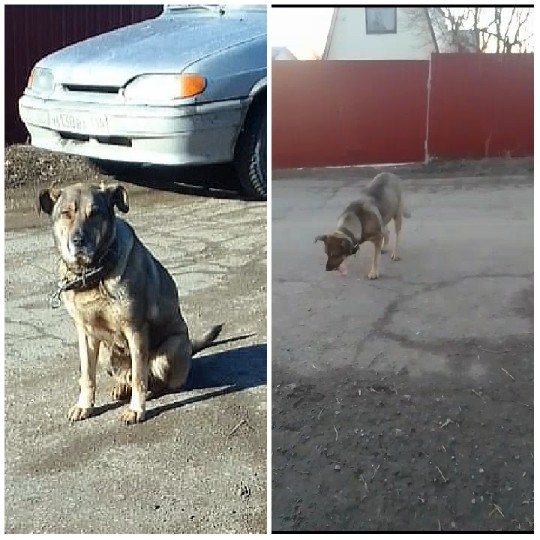 Dog Sitting and Standing by Fence
