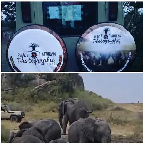 Safari Vehicle with Elephants Nearby
