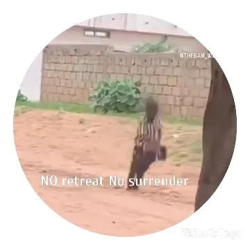 Child Swinging in Outdoor Area