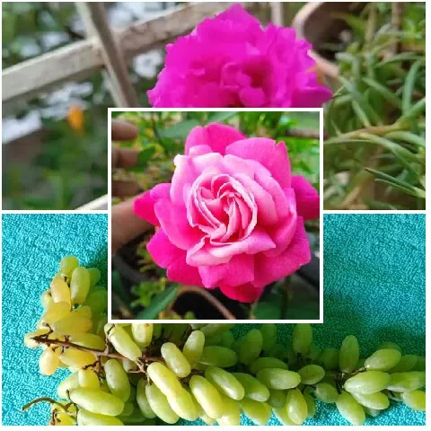 Close-Up of Rose and Grapes