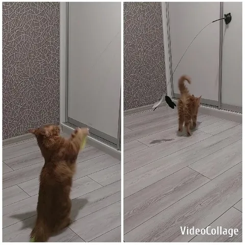 Kitten Plays with Hanging Toy