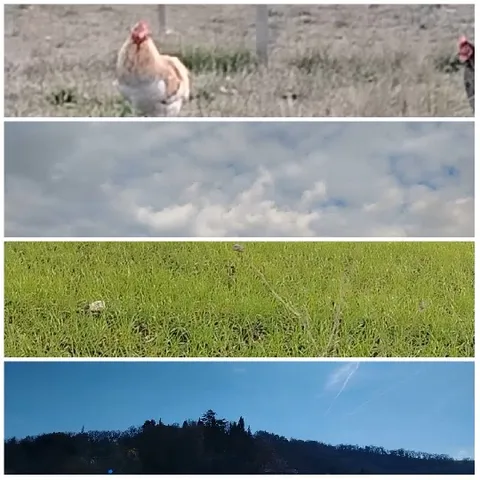 Chicken, Clouds, and Grass Scenes