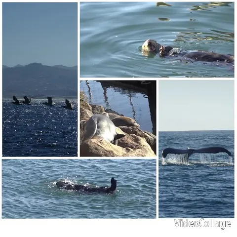 Aquatic Scenes with Seals and Whale