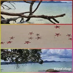 Coastal Scene with Starfish