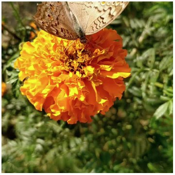 Butterfly on Marigold Flower