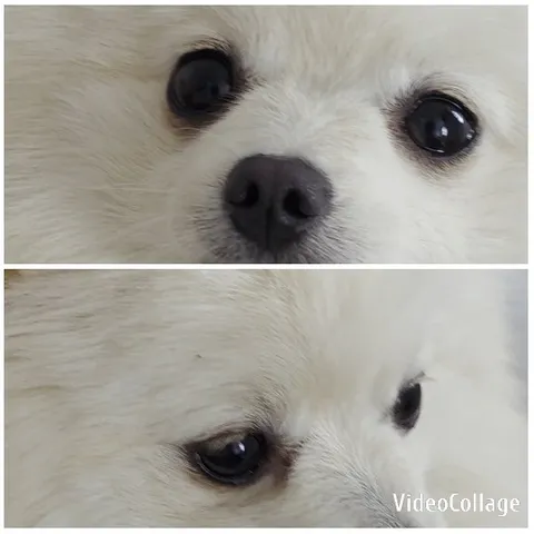 Close-Up of Fluffy Dog's Face