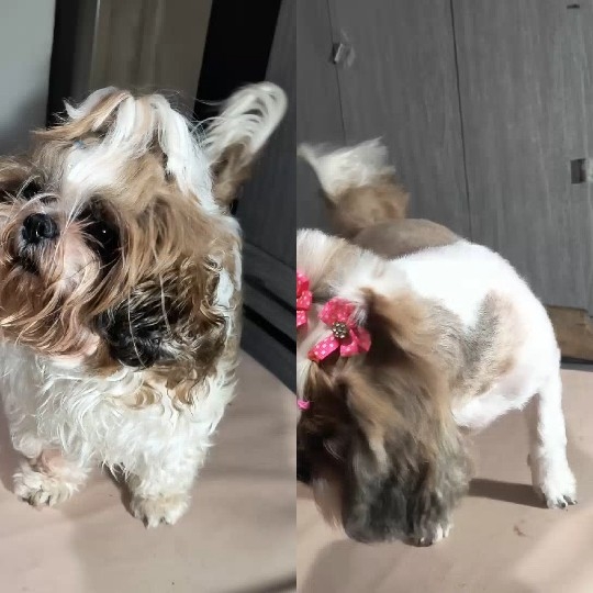 Dog Transformation with Bow