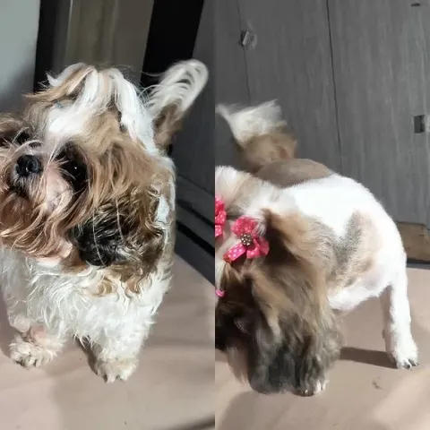 Dog Transformation with Bow