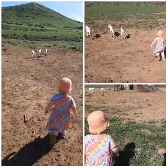 Child Approaching Goats in Field