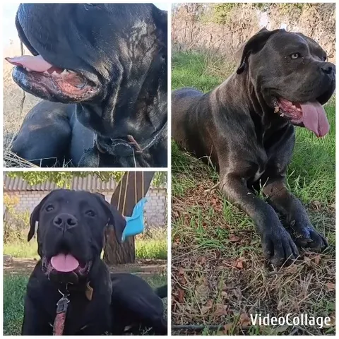 Three Large Dogs Relaxing Outdoors