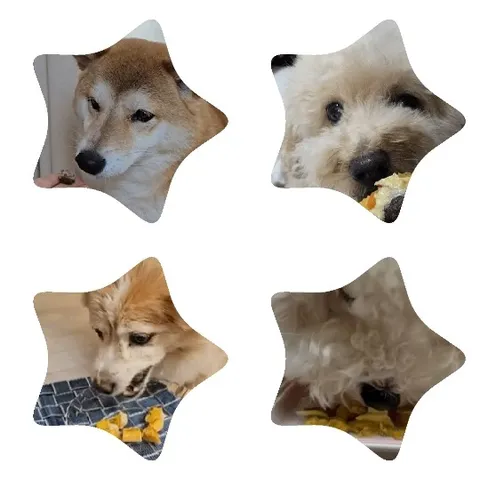 Close-Ups of Different Dogs