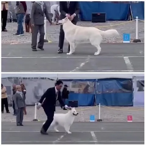 Dog Show with Handlers and Judges