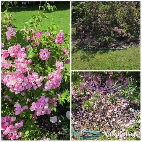 Close-Up of Pink Flower Bushes