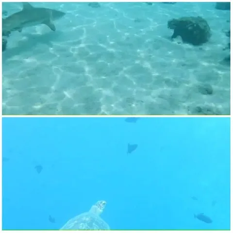 Underwater Life in Ocean Scenes