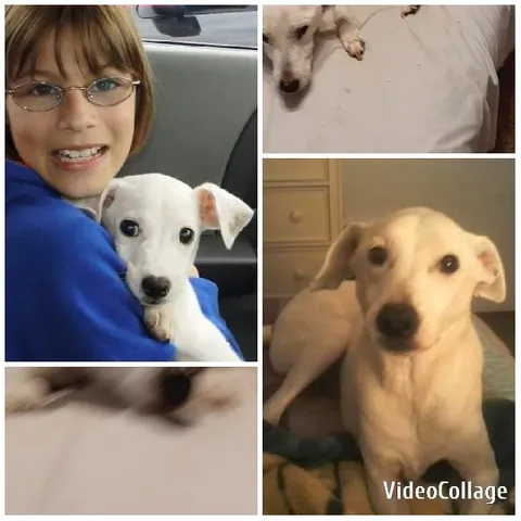 White Dog in Various Settings