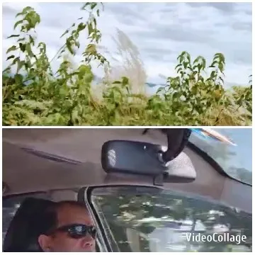 Driving with Plants and Cloudy Sky