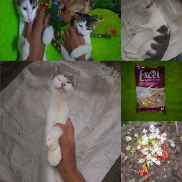 Cat Cuddles and Relaxation