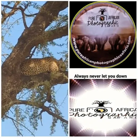 Leopard Resting on Tree Branch