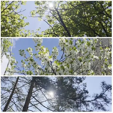 Sunlight Through Tree Canopies