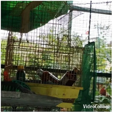 Cage with Bottles and Birds Inside