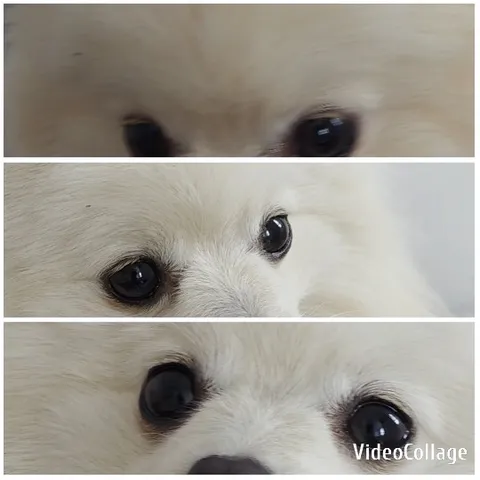 Close-Up of Dog's Cute Eyes