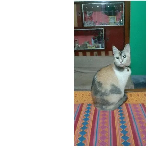 Calico Cat on Colorful Surface
