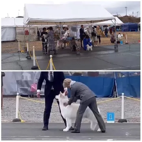 Dog Show at Outdoor Event