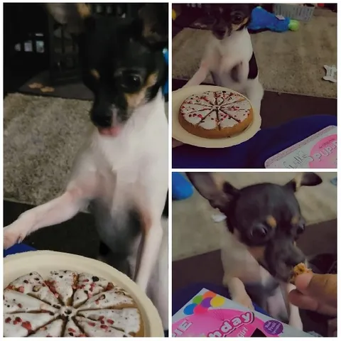 Dog Excited for the Cake