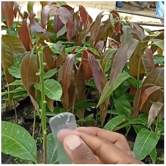 Hand with Tape and Young Plant
