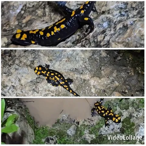 Salamander on Rocky Terrain