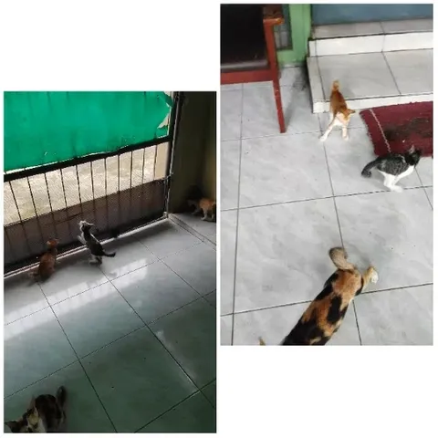 Kittens and Cats Indoors