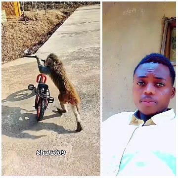 Monkey and Selfie in Plain Background