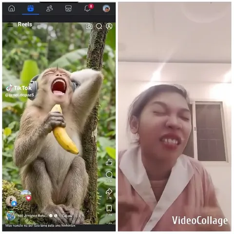 Monkey Laughing on a Tree Branch