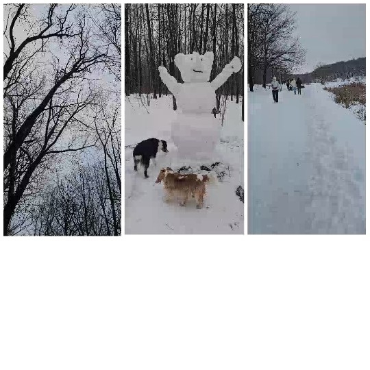 Snowy Forest Scenes with Dogs