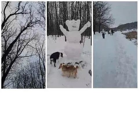 Snowy Forest Scenes with Dogs
