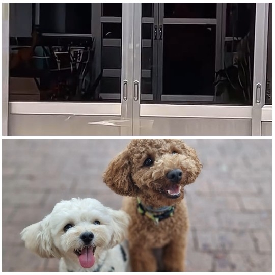 Dogs by Glass Doors