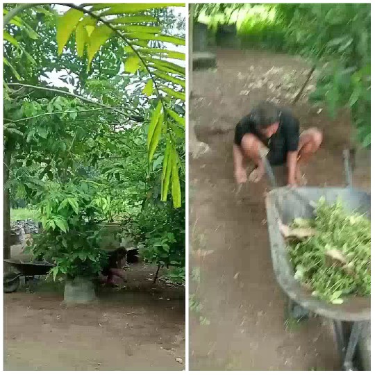 Gardening Scene with Lush Greenery