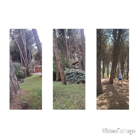 Forest Scenes with Pathway Walk