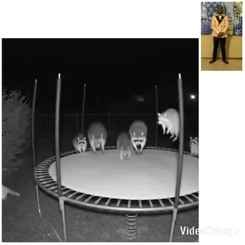Raccoons Jumping on Trampoline