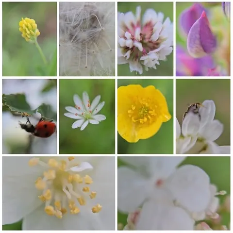 Close-ups of Flowers and Ladybug