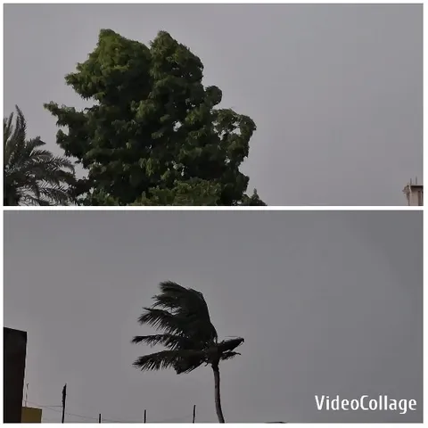 Trees Swaying in Windy Weather