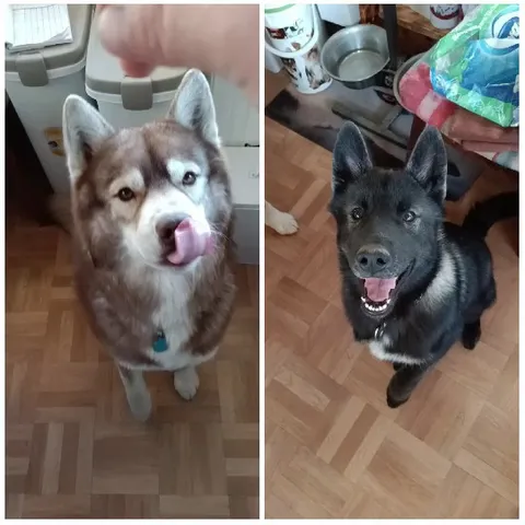 Two Dogs Indoors with Pet Items