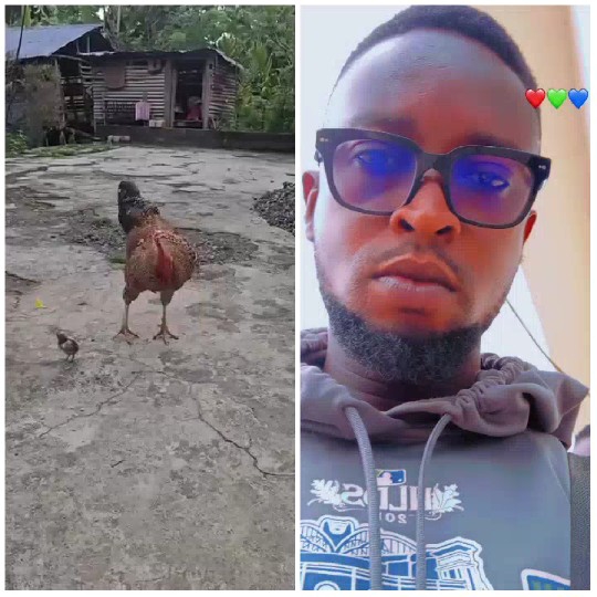 Rural Scene with Chicken
