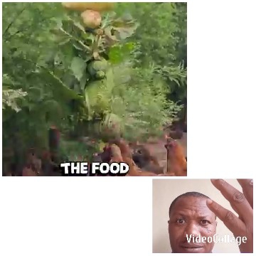 Chickens and Hand Gesture Nearby