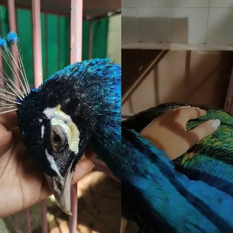 Person Holding a Peacock Gently