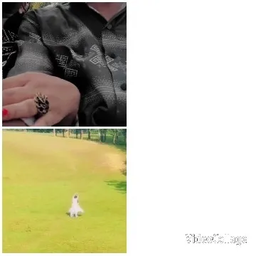 Hands with Dog on Green Lawn